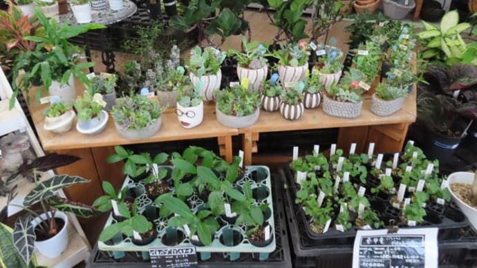 猛暑に負けない植物達