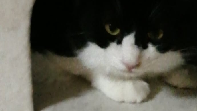 はち、ご飯に💕私に😡