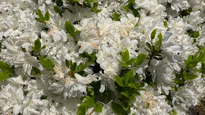 今が人生の花盛り