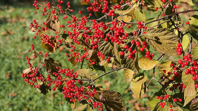 ★里山の木の実の色付き🍒 2023