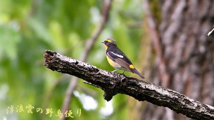 夏鳥キビタキ