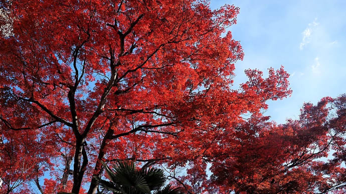 ★松本市役所の仰ぎ見るモミジ🍁 2023