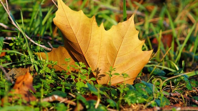 🍁 Autumn Leaves 🍂 自由・協調…ジャズの力を信じ　第３４回世界文化賞受賞者ウィントン・マルサリス氏 