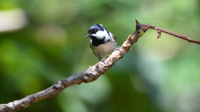 粟島の野鳥たち　ヒガラ