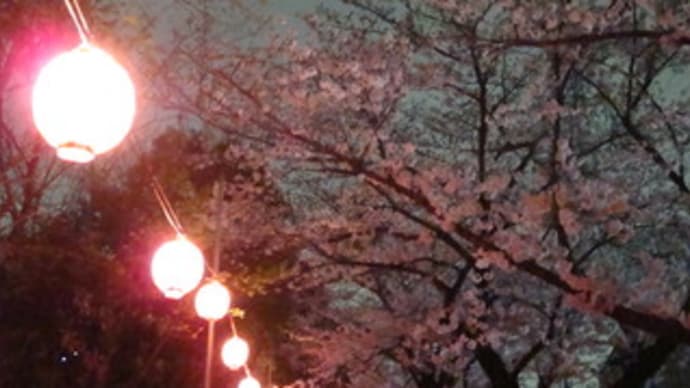 オヤジと夜桜