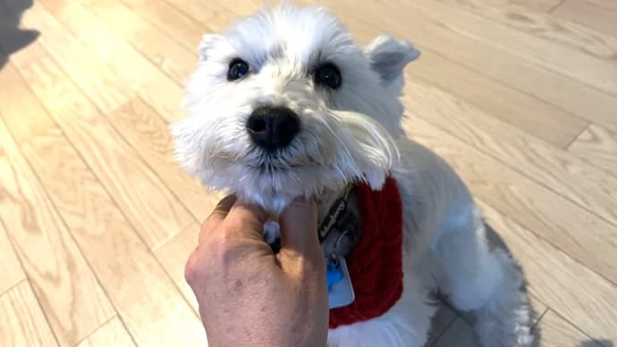 世界一幸せな犬