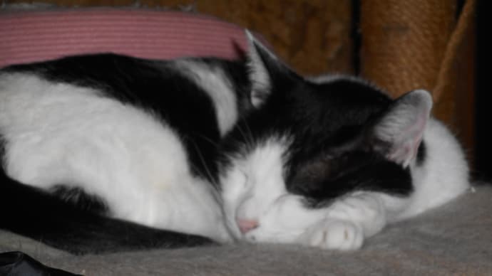 眠り猫 😄