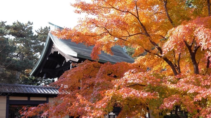 「豪徳寺」、紅葉と招き猫 前編