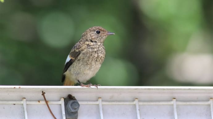 ジョウビタキ幼鳥