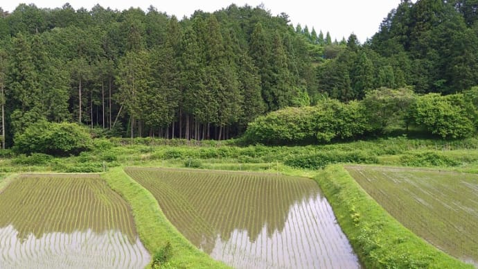 諏訪(スワ)棚田、音羽(オトワ)の佐々さま七地蔵さま、そして麦秋棚田・波敷野(ハジキノ)へ