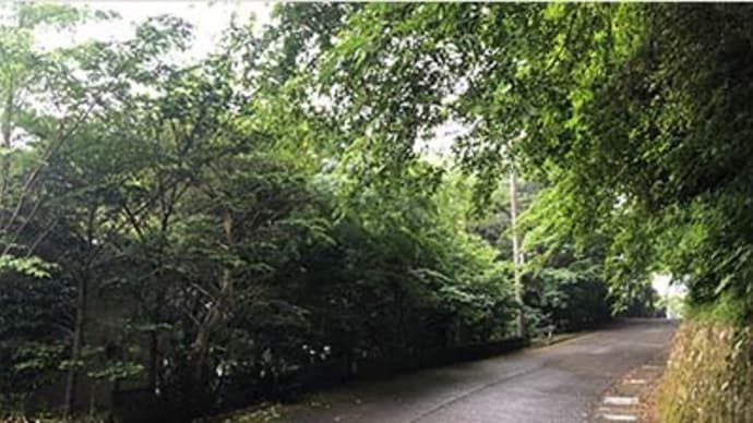 夏の伊豆山小宅は避暑地の様でもあったのですが・・・・。