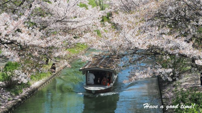 満開の桜を追いかけて 2024 vol.9 (宇治川派流 十石船)