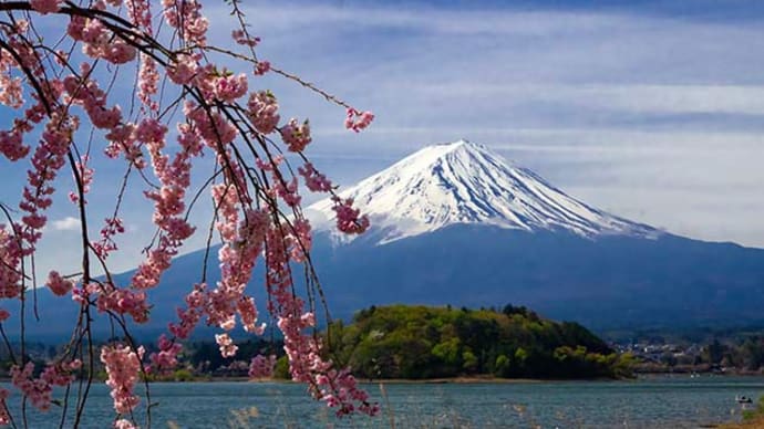 大石公園の桜