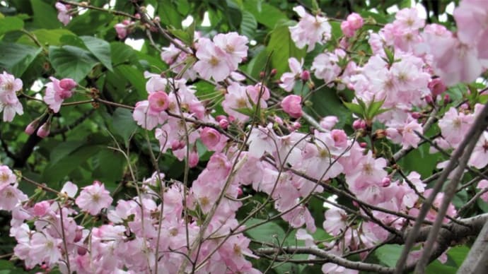 桜の木
