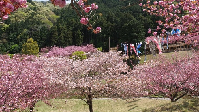 だんだん公園の八重桜 Ⅱ