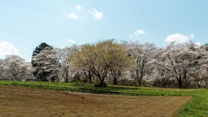 卯月の穀雨 桜紀行終章 ~秩父長瀞 里の桜~