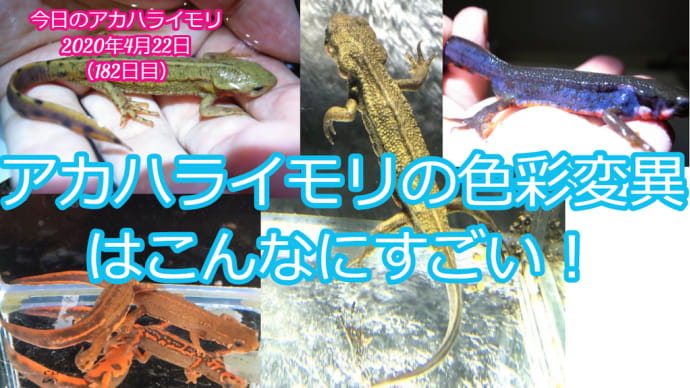 アカハライモリの色彩変異、イモリウムとイモリの飼育方法2020年