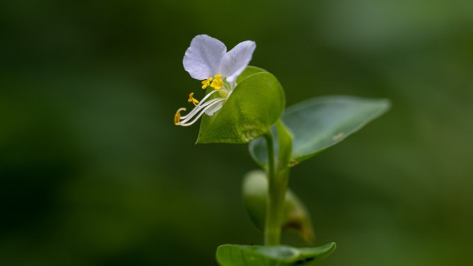 白い露草