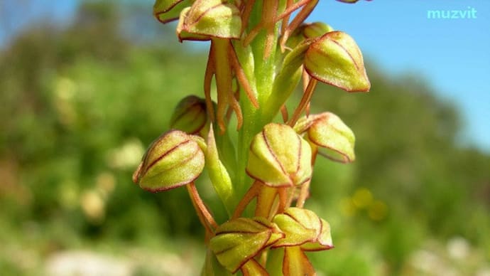 オルキス・アンスロポフォーラ Orchis anthropophora