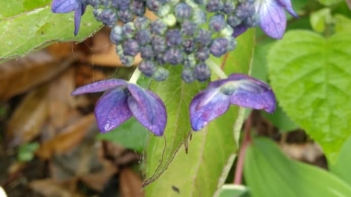 紫陽花とカタツムリ?