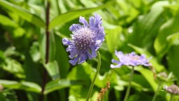 六甲高山植物園2019夏その2