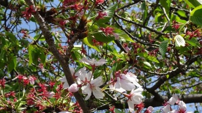八重桜が満開です