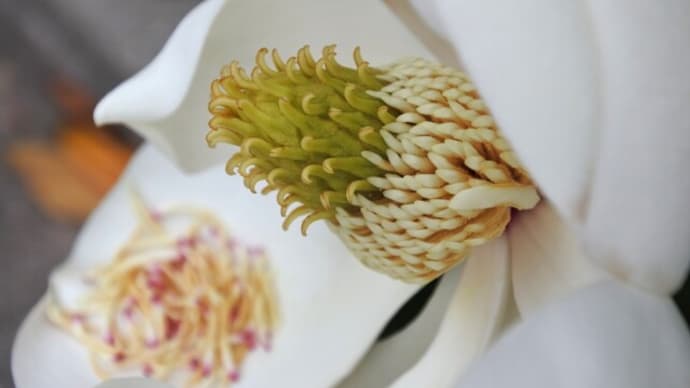 ツバメの雛とタイサンボクの雄しべ