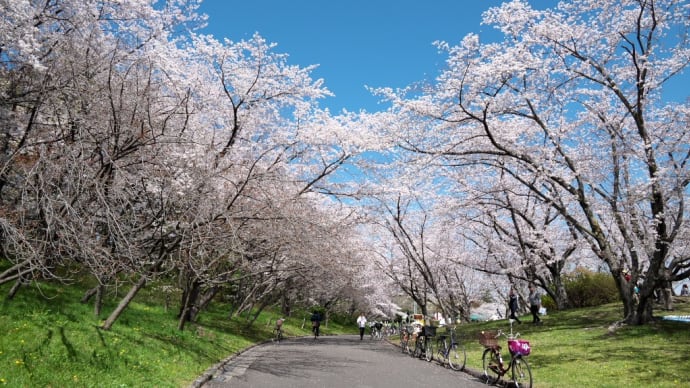 堺市北区大泉緑地のサクラが満開でした！