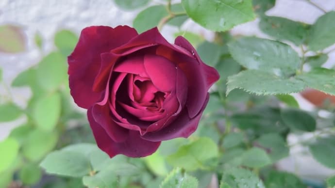 今お気に入りコーナー&小雨降る中咲き出して🌹