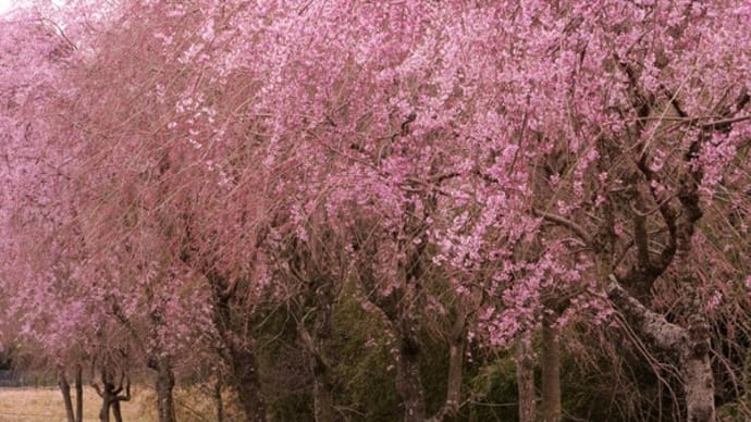 移動中に目に入ってきた桜の花