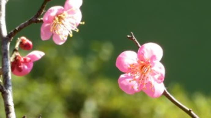 散歩中の出会い(イチゴ他)