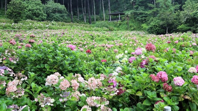 茂原市、 『 服部農園あじさい屋敷 』 に行きました。