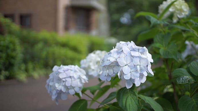 紫陽花を撮る 7artisans 25mm F1.8