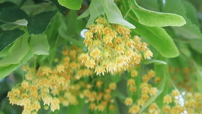 菩提樹の香り・°*2023