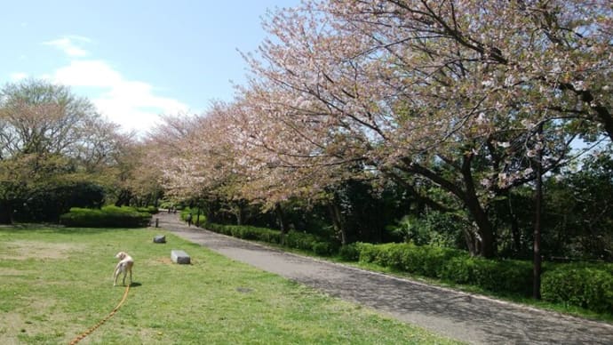 やっぱり花が早い