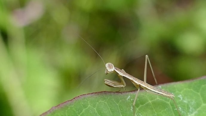 カマキリの赤ちゃんとヤマトシリアゲ