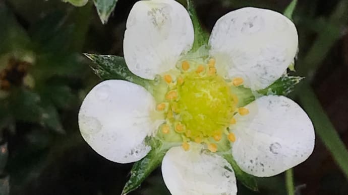 イチゴの白い花が開花、新芽の時期