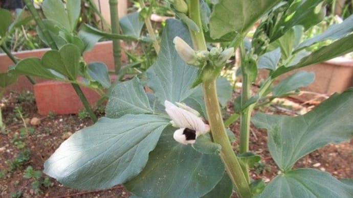 ソラマメの花が咲きました！　ガストの割引券を出し忘れ