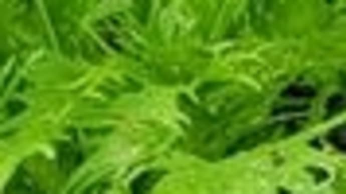 虫食いで穴だらけの葉っぱの水菜