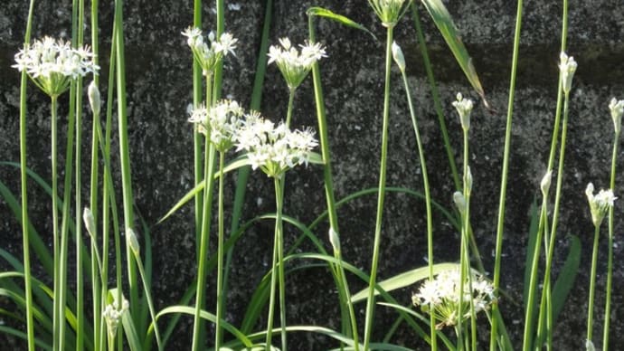 今日もひたすら草刈り