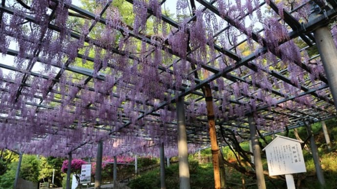阿知の藤 開花状況 2024年4月25日