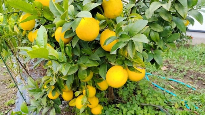 家庭菜園 色づくレモンと不知火