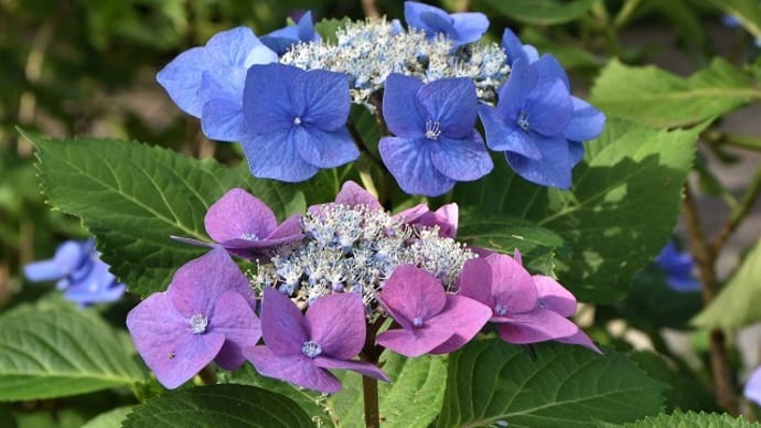 玉敷神社・公園の紫陽花