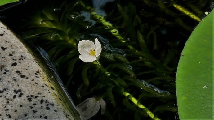 水草の花とメダカ達