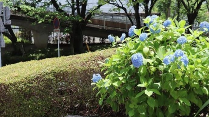 6/9 久しぶりに たまプラーザ~鷺沼を散歩してみたら・・・・・・