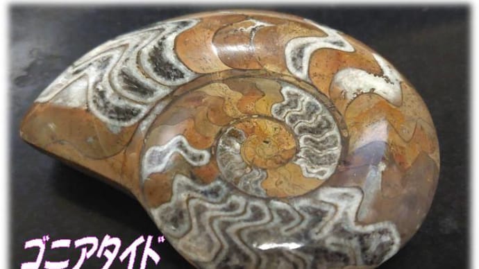 古代を感じる化石korekusyonn億年前の証・・・・見ているだけで何かを感じる~