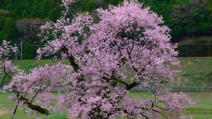 湖西の桜を追いかけて（２０２４）　１　清水の桜〜海津大崎