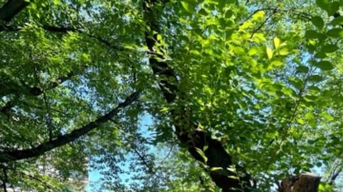降っていなければひたすら走っています