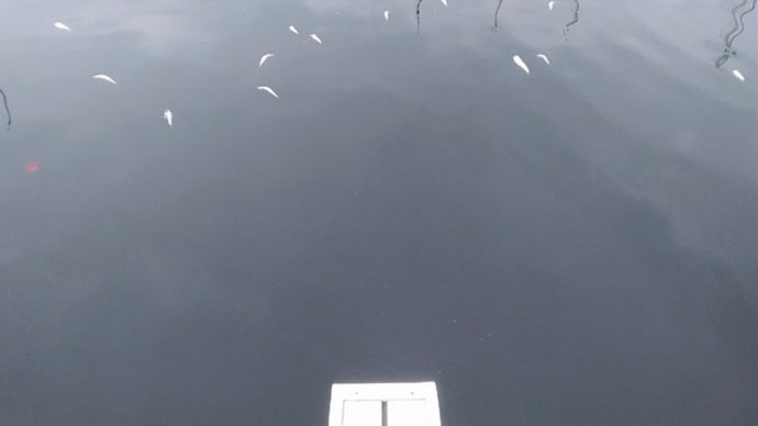 ポンツーンの周りに大量の小魚が浮いていた