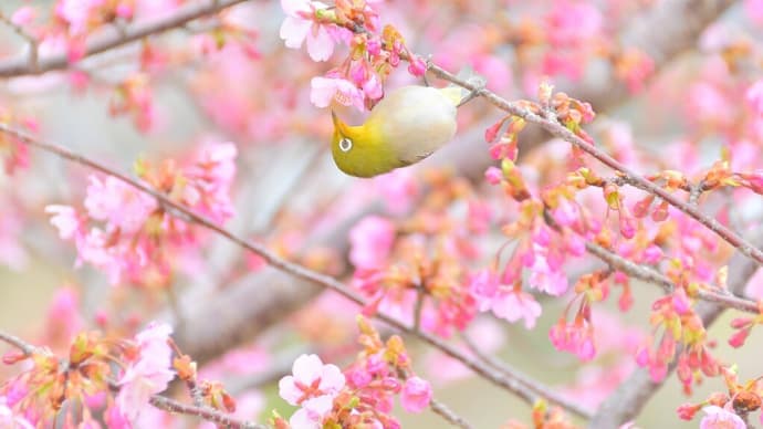 湊川河川敷のサクジローちゃん③